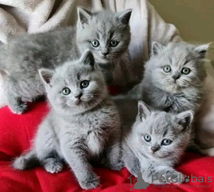 Photo №2 to announcement № 30002 for the sale of british shorthair - buy in Germany 