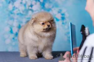 Photo №3. Pomeranian Spitz girl. Russian Federation