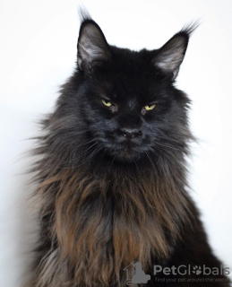 Photo №1. maine coon - for sale in the city of Berlin | 845$ | Announcement № 105635