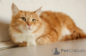 Photo №4. I will sell  in the city of Khimki. private announcement - price - Is free