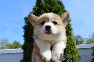 Photo №1. welsh corgi - for sale in the city of Bachka-Palanka | negotiated | Announcement № 167412