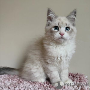 Photo №1. siberian cat - for sale in the city of Hamburg | negotiated | Announcement № 167302
