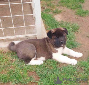 Photo №4. I will sell american akita in the city of Kraljevo. breeder - price - negotiated