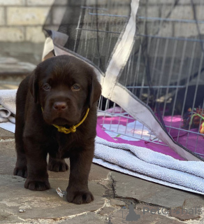 Photo №2 to announcement № 135600 for the sale of labrador retriever - buy in Germany private announcement, breeder