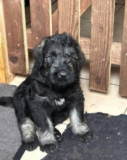 Photo №1. giant schnauzer - for sale in the city of Ernestinovo | 500$ | Announcement № 172784