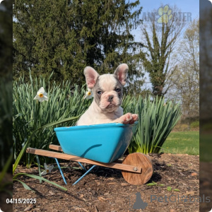Photo №1. french bulldog - for sale in the city of Mainz | 329$ | Announcement № 140871