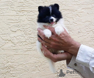 Photo №2 to announcement № 78218 for the sale of non-pedigree dogs - buy in United States private announcement