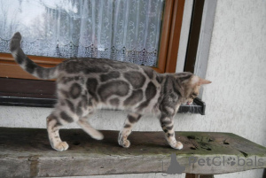 Photo №3. Beautiful Bengal Kittens Ready for Their Forever Homes. Switzerland