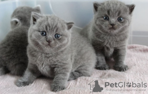 Photo №1. british shorthair - for sale in the city of Fresno | 240$ | Announcement № 96863