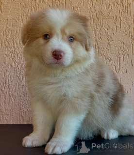 Photo №2 to announcement № 166822 for the sale of border collie - buy in Germany breeder