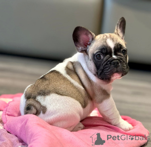 Photo №3. French bulldog puppy adoption. Spain