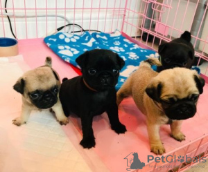 Photo №1. pug - for sale in the city of Роттердам | Is free | Announcement № 123928