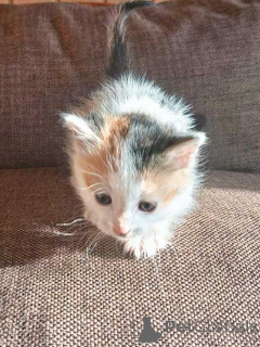 Photo №2 to announcement № 157032 for the sale of  - buy in Russian Federation private announcement