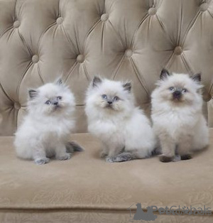 Photo №1. himalayan cat - for sale in the city of Helsinki | negotiated | Announcement № 174662