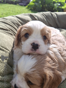 Photo №4. I will sell american cocker spaniel, english cocker spaniel, english springer spaniel, welsh springer spaniel, irish water spaniel, spanish water dog, cavalier king charles spaniel, cavalier king charles spaniel, clumber spaniel, russian spaniel, tibetan spaniel in the city of Riga. private announcement, from nursery, breeder - price - 1135$