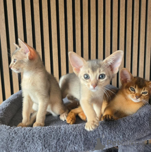 Photo №1. abyssinian cat - for sale in the city of Philippsburg | 361$ | Announcement № 177544