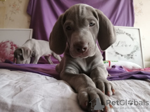 Photo №3. Gorgeous puppies of the WEIMARANER breed. Russian Federation