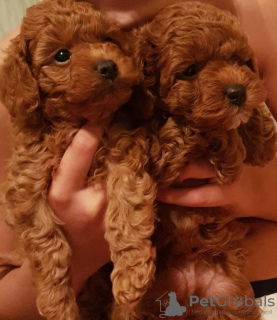 Additional photos: Toy Poodle kids