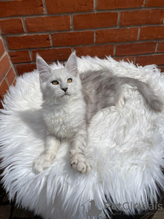Photo №2 to announcement № 132683 for the sale of maine coon - buy in Sweden private announcement
