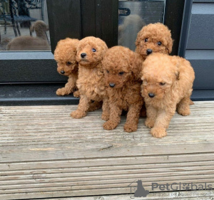 Photo №1. poodle (toy) - for sale in the city of Prague | negotiated | Announcement № 117485