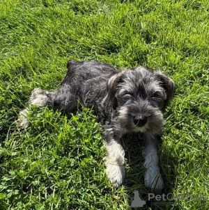 Photo №3. Zwergschnauzer-Welpen schreiben Sie mir per WhatsApp an 44 7453 907158. Germany