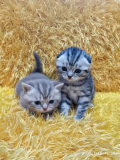 Photo №3. Scottish kittens. Belarus