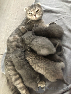 Photo №2 to announcement № 9652 for the sale of scottish fold - buy in Turkey 