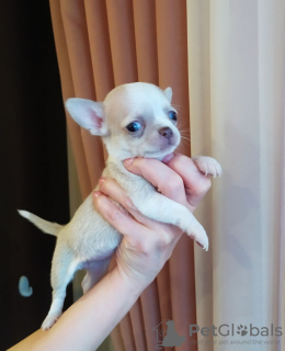 Additional photos: Chihuahua