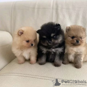 Photo №1. pomeranian - for sale in the city of Berlin | Is free | Announcement № 126313