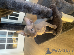 Photo №3. Sphynx kittens are looking for a new home. United States