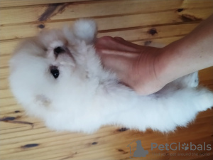 Photo №1. pomeranian - for sale in the city of Kharkov | 849$ | Announcement № 54267