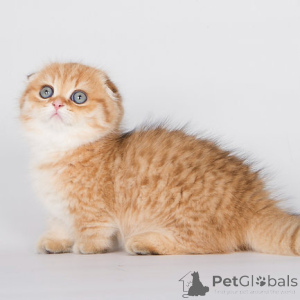 Photo №1. munchkin - for sale in the city of Leipzig | negotiated | Announcement № 136987