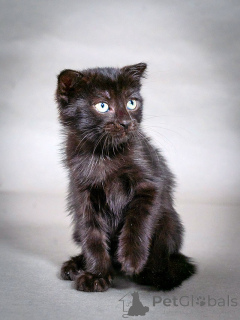 Photo №1.  - for sale in the city of Moskova | Is free | Announcement № 155344