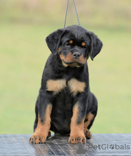Photo №3. Rottweiler puppies, top litter. Serbia