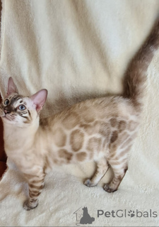 Photo №2 to announcement № 136250 for the sale of bengal cat - buy in South Africa breeder