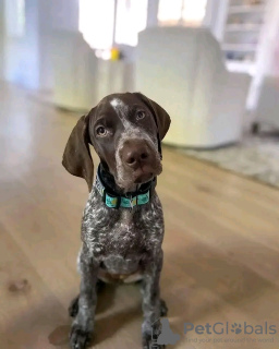 Photo №2 to announcement № 120867 for the sale of german shorthaired pointer - buy in Germany 