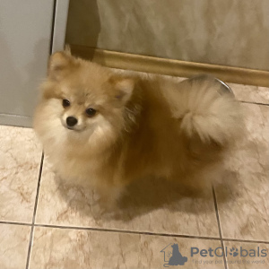 Additional photos: Pomeranian boy, 6 months old