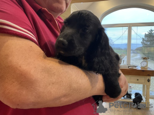 Photo №2 to announcement № 132750 for the sale of english cocker spaniel - buy in Germany private announcement