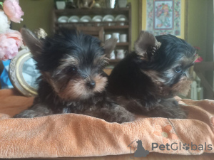 Photo №1. yorkshire terrier - for sale in the city of Анталья | negotiated | Announcement № 52319