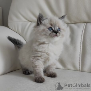 Photo №1. siberian cat - for sale in the city of Амстердам | 1$ | Announcement № 75770