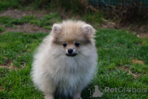 Photo №4. I will sell pomeranian in the city of Москва. breeder - price - 391$