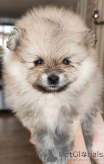 Photo №2 to announcement № 8804 for the sale of pomeranian - buy in Belarus breeder