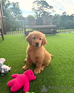 Photo №4. I will sell golden retriever in the city of Bremen. breeder - price - negotiated