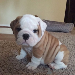 Photo №1. english bulldog - for sale in the city of Tullamore | negotiated | Announcement № 168420