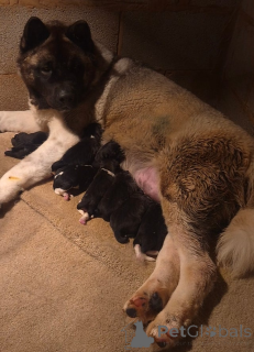 Photo №3. AMERICAN AKITA PUPPY. Albania