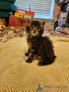 Photo №2 to announcement № 167812 for the sale of maine coon - buy in Belgium from nursery