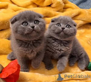 Photo №1. scottish fold - for sale in the city of Vilnius | negotiated | Announcement № 177783