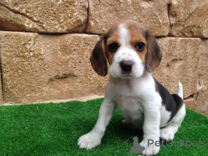 Photo №1. beagle - for sale in the city of Bruck an der mur | 361$ | Announcement № 170157