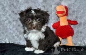 Photo №1. bolonka - for sale in the city of Dusseldorf | negotiated | Announcement № 161189