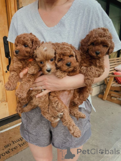 Photo №1. poodle (toy) - for sale in the city of Toronto | negotiated | Announcement № 160553